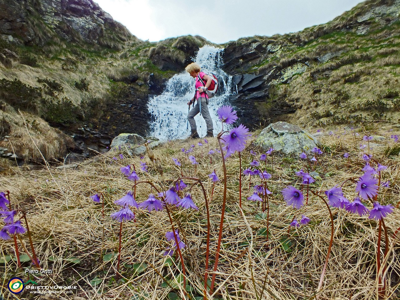 72 Soldanella alpina con cascata .JPG